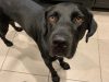 Labrador Retriever Rescue of Florida, Inc.