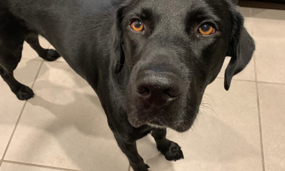 Labrador Retriever Rescue of Florida, Inc.