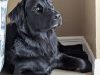 Labrador Retriever Rescue of Florida, Inc.
