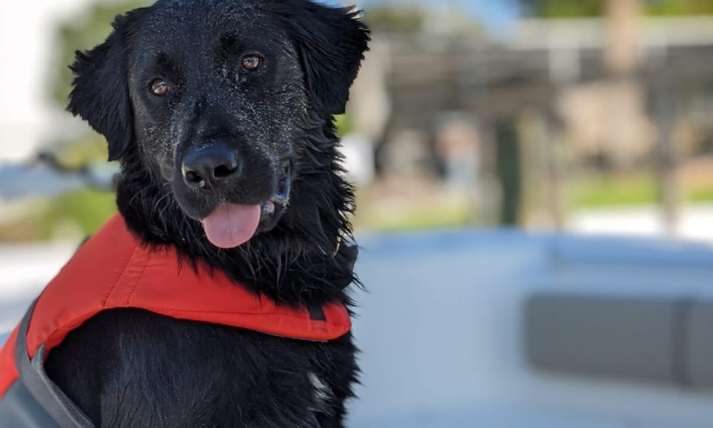 Labrador Retriever Rescue of Florida, Inc.