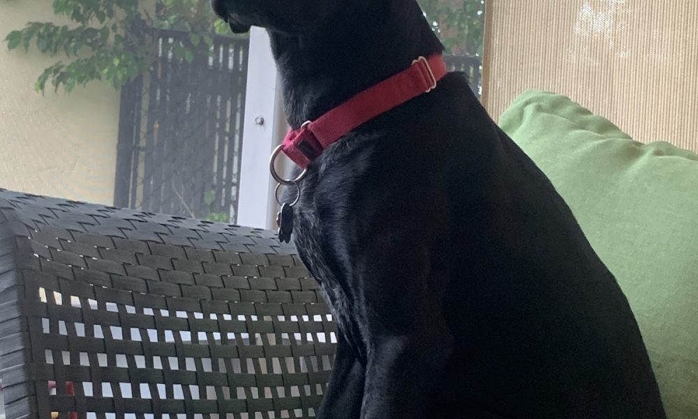 Labrador Retriever Rescue of Florida, Inc.