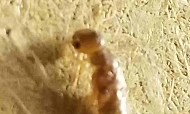 M P Termite and Pest Services