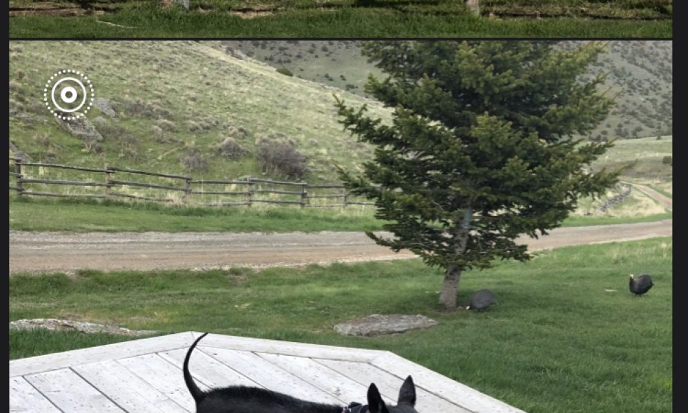 Milos Dog Rescue of South Florida, Inc.