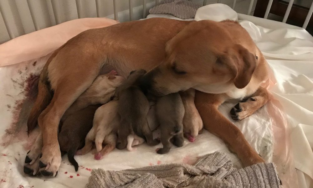 Milos Dog Rescue of South Florida, Inc.