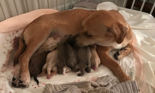 Milos Dog Rescue of South Florida, Inc.