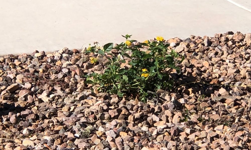 Mystique Landscape & Maintenance, Inc.