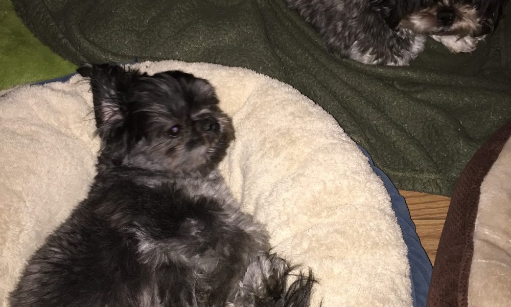 Paws of Love Pet Sitting