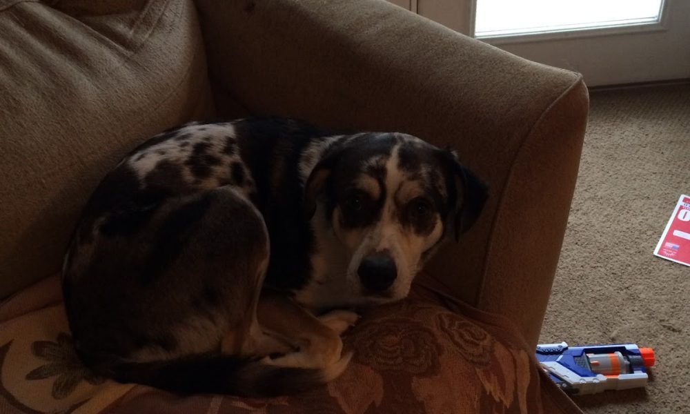 Paws of Love Pet Sitting