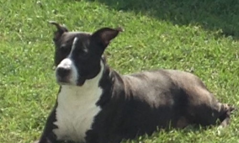 Paws of Love Pet Sitting