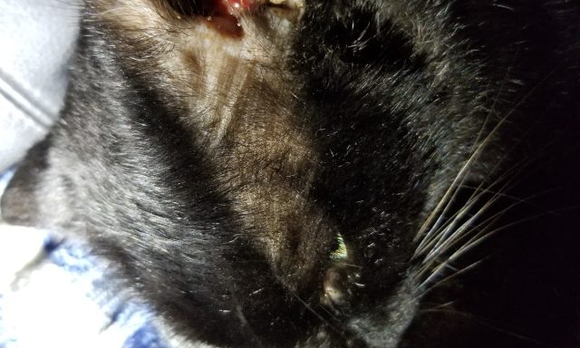 Petco Vaccination Clinic