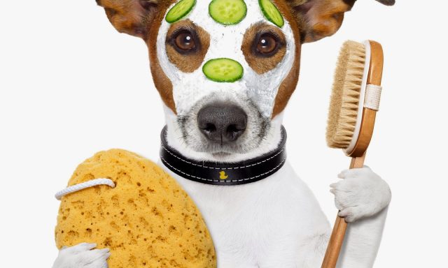 Pets Playground Grooming