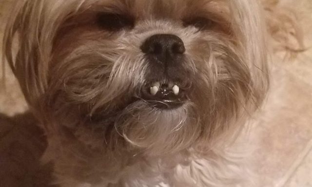 Phillips Laura C DVM