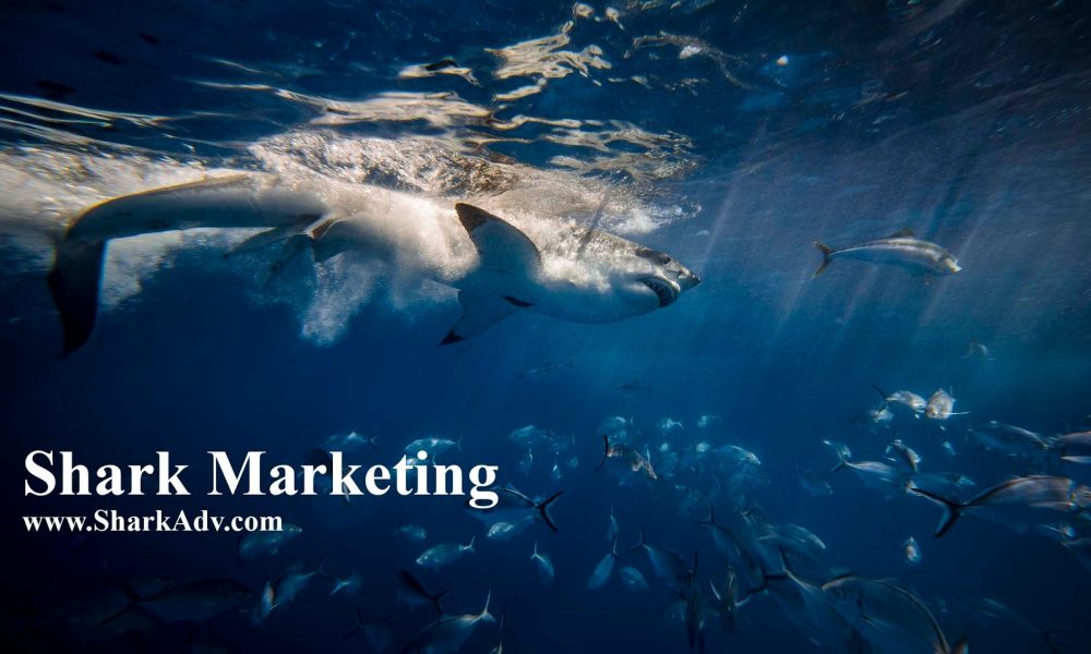 Shark Business Advisors