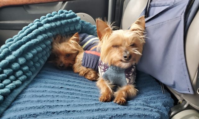 Veterinary Cardiopulmonary Care Center