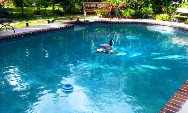 ALL ACTION POOLS & PRESSURE CLEANING