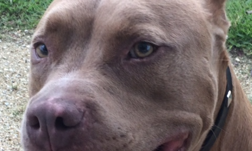 All Aboard Animal Hospital