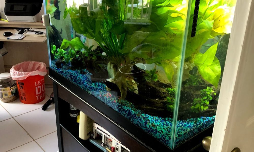 Aquarium maintenance pros llc