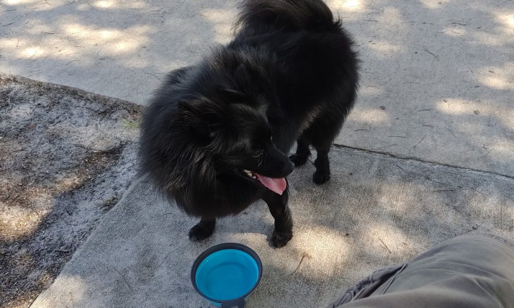 Atlantic Animal Clinic