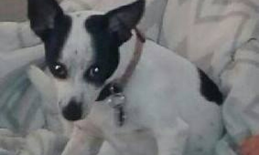 Crystal Lake Animal Hospital