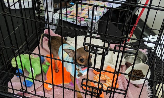 Everglades Angels Dog Rescue