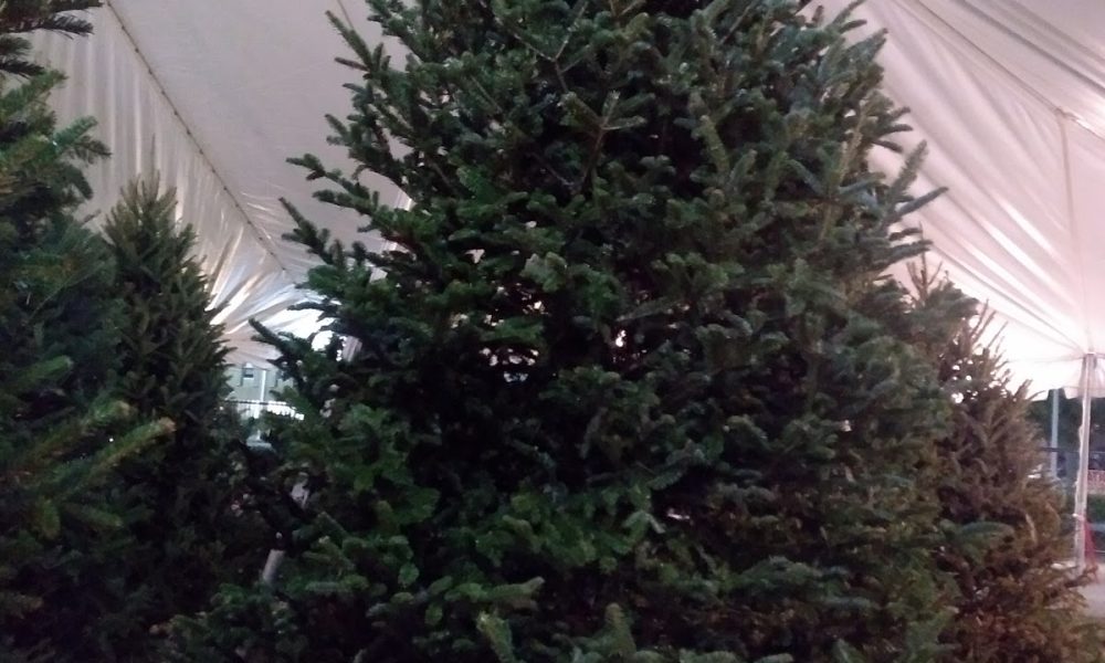 Hayes Farms Christmas Trees - Lauderdale-By-The-Sea