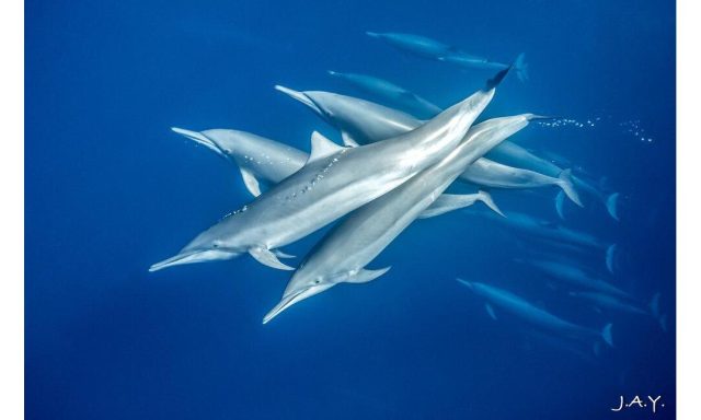 J.A.Y. Depth Photography