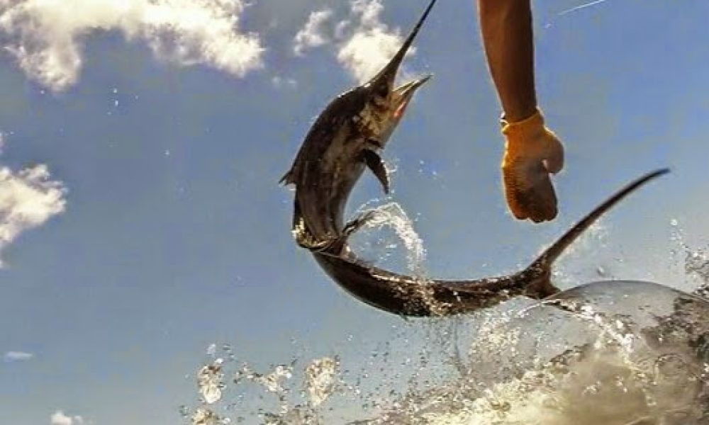 Jumbolicious Films Photography And Videography