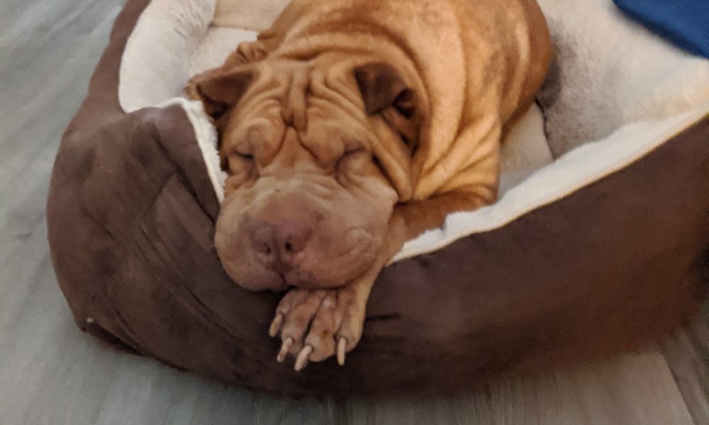 Seiler Animal Hospital