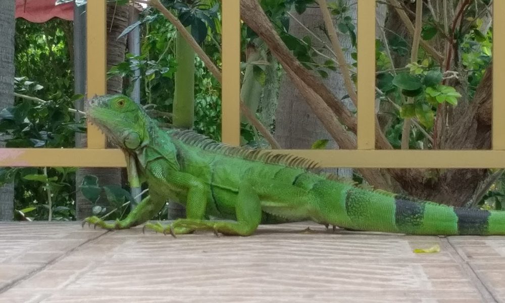 Shore Haven Resort Inn