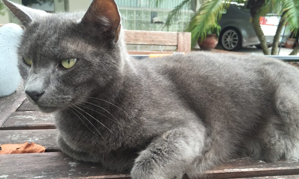 Summers Animal Hospital