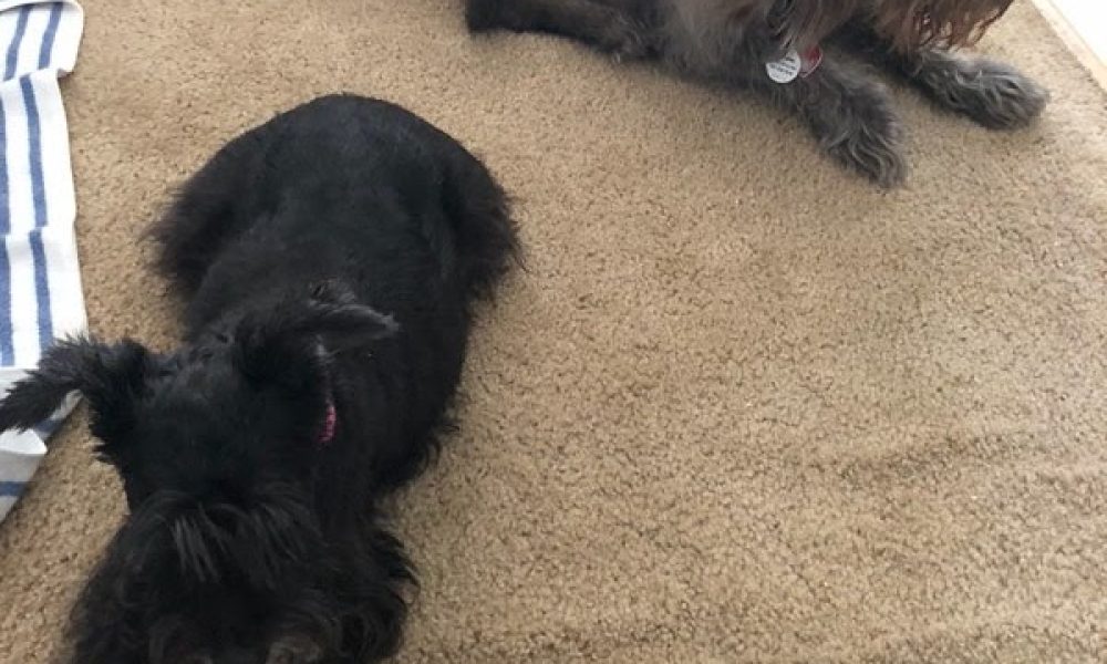 Summers Animal Hospital