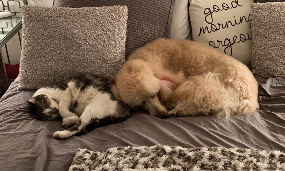 Summers Animal Hospital