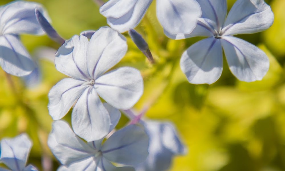 Temple Bat Yam of East Fort Lauderdale