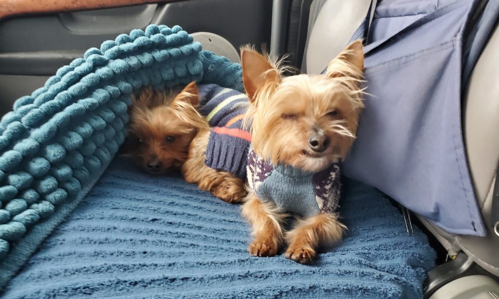 Veterinary Cardiopulmonary Care Center