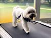 Advanced K9 Academy