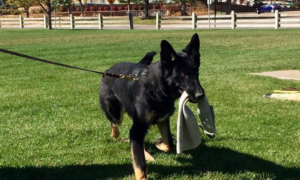 Advanced K9 Academy