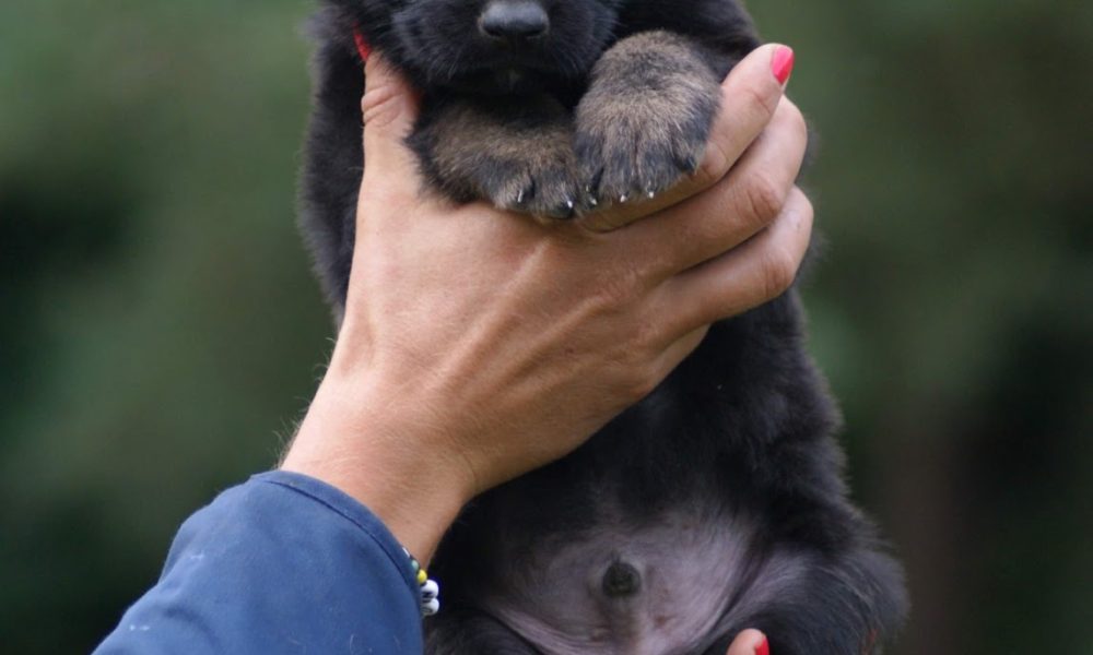 Advanced K9 Academy