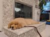 AlphA and Omega Dog Training - Fort Lauderdale