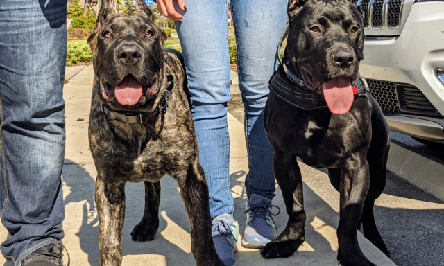 AlphA and Omega Dog Training – Fort Lauderdale