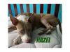 Blue Waters Dog Rescue