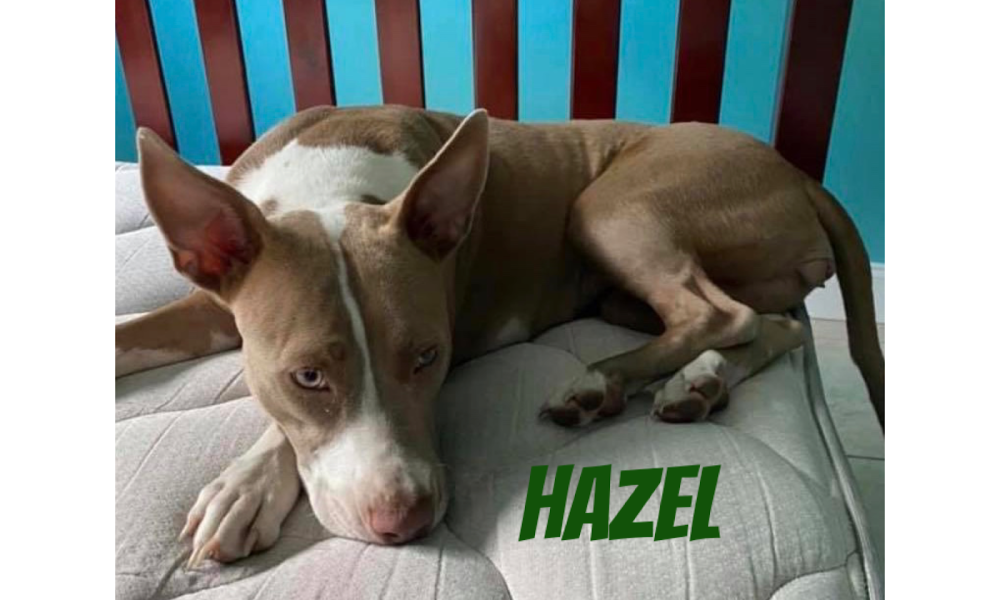 Blue Waters Dog Rescue