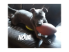 Blue Waters Dog Rescue