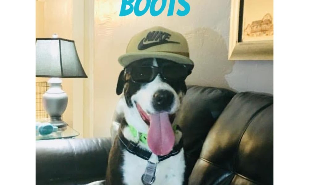 Blue Waters Dog Rescue