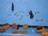 Contemporary Aquarium & Design