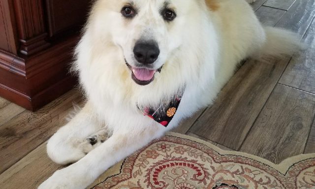 Doggy Stylin