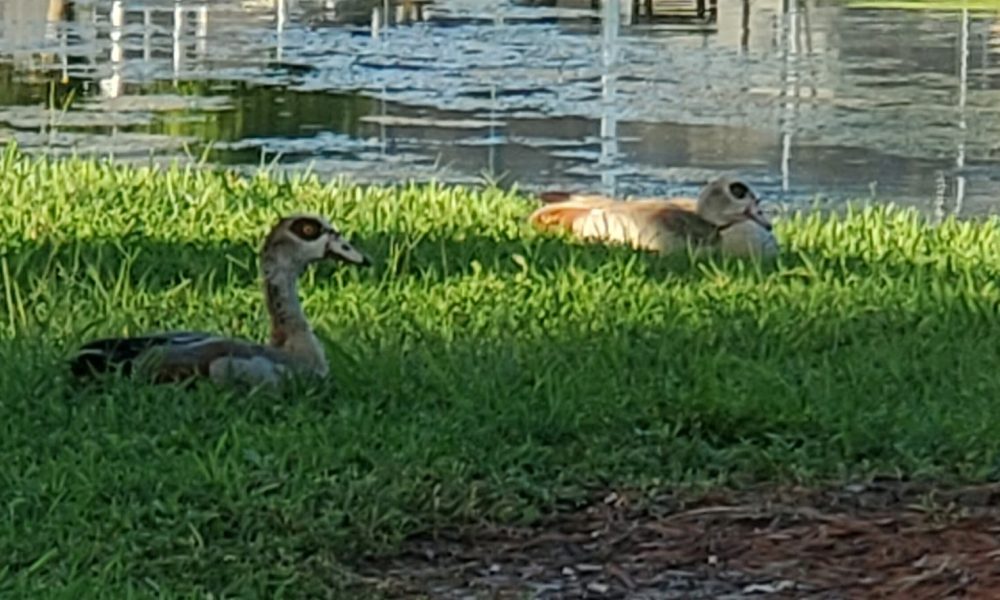 Donaldson Park
