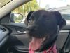 Everglades Angels Dog Rescue