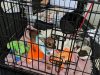 Everglades Angels Dog Rescue