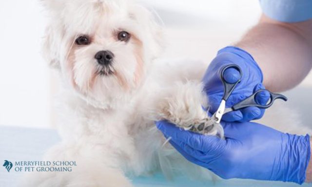 Merryfield School of Pet Grooming