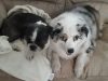 Milos Dog Rescue of South Florida, Inc.